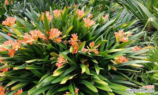 深入了解亲情背后的植物代表意义 以代表亲情的植物为主题的文章