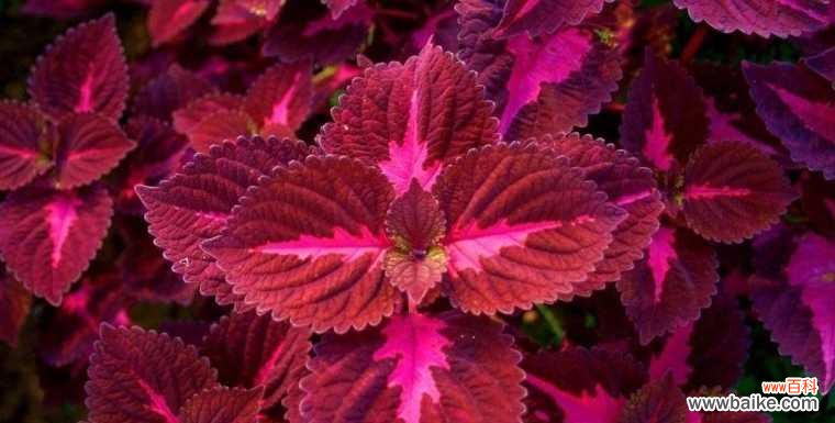 探索彩叶草花语的含义与魅力 彩叶草花语