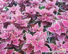 探索彩叶草花语的含义与魅力 彩叶草花语