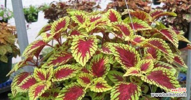 探索彩叶草花语的含义与魅力 彩叶草花语