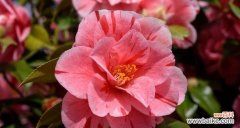 走近四季茶花 四季茶花的花语与代表意义