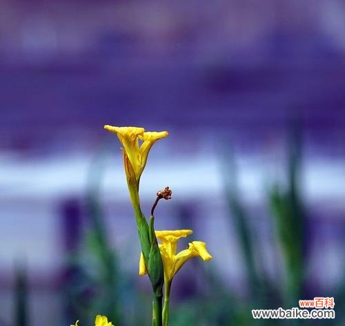 探秘菖蒲的历史渊源与象征意义 菖蒲的花语与文化背景
