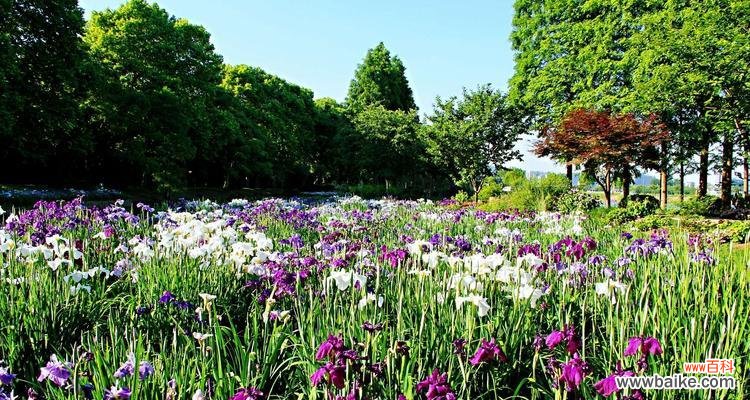 探秘菖蒲的历史渊源与象征意义 菖蒲的花语与文化背景