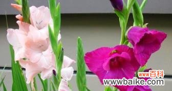 探秘菖蒲的历史渊源与象征意义 菖蒲的花语与文化背景