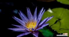 不同颜色睡莲的花语及寓意解读 花语与寓意