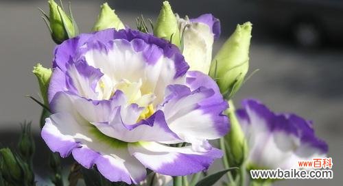 颜色洋桔梗花语的美丽意义 洋桔梗花语的多彩世界