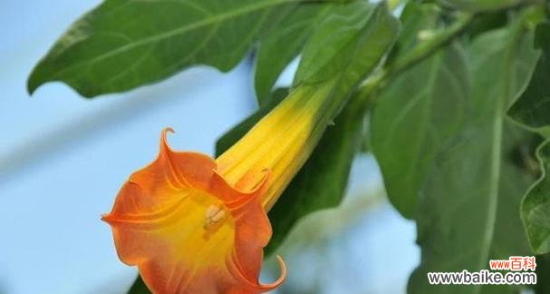 探索茶色曼陀罗与黄色曼陀罗的含义与象征 曼陀罗花语之茶色与黄色的奇妙传说