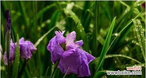 魅力四溢的菖蒲花语 菖蒲花