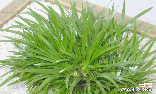 魅力四溢的菖蒲花语 菖蒲花