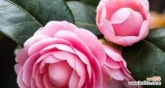 探索山茶花不同颜色的内涵与象征意义 不同颜色山茶花的花语