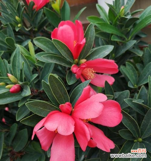 探索山茶花不同颜色的内涵与象征意义 不同颜色山茶花的花语