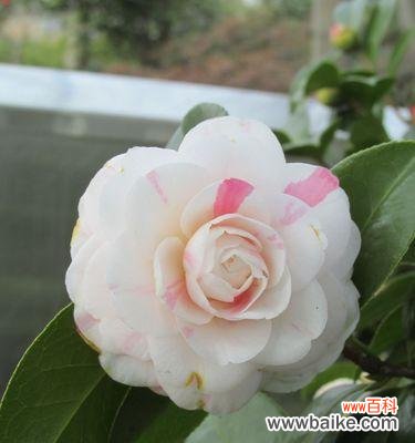 探索山茶花不同颜色的内涵与象征意义 不同颜色山茶花的花语