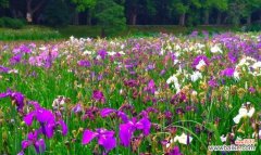 揭秘菖蒲花的美丽与神秘 菖蒲花花语的深刻寓意