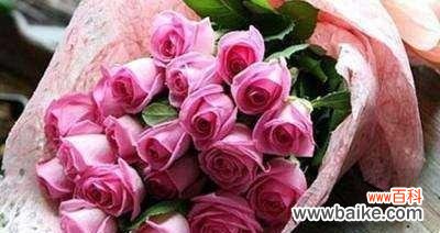 玫瑰花的花语及文化内涵 常见玫瑰花品种的花语