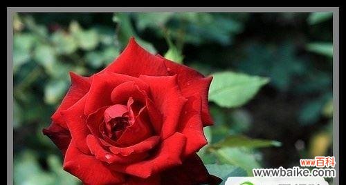 橙玫瑰花语的美好寓意与传递方式 橙玫瑰的花语-展现热情与温暖