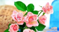 橙玫瑰花语的美好寓意与传递方式 橙玫瑰的花语-展现热情与温暖