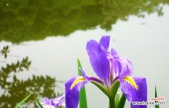 探索唐菖蒲花的丰富象征意义 五彩斑斓的唐菖蒲花语