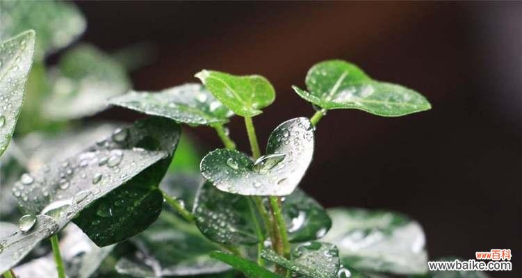 探寻常春藤所代表的神秘意义 常春藤