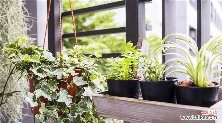 探寻常春藤所代表的神秘意义 常春藤