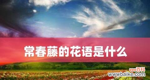 探寻常春藤所代表的神秘意义 常春藤