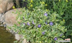 探寻常春藤花语的深层含义与寓意 常春藤花语