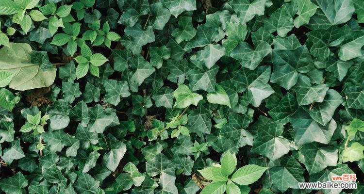 探寻常春藤花语的深层含义与寓意 常春藤花语