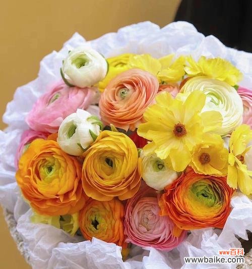 橙色康乃馨传递希望与温暖 橙色康乃馨的花语与美好寓意