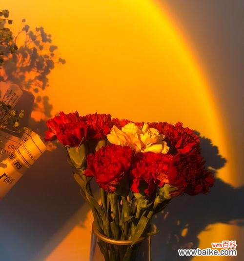 橙色康乃馨传递希望与温暖 橙色康乃馨的花语与美好寓意