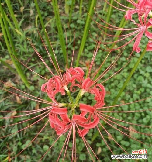 探寻花朵中蕴含的健康秘密 以花为主题的身体健康之道