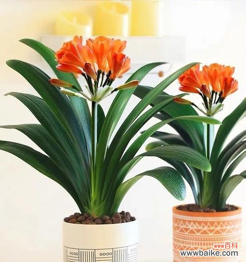 探寻花朵中蕴含的健康秘密 以花为主题的身体健康之道