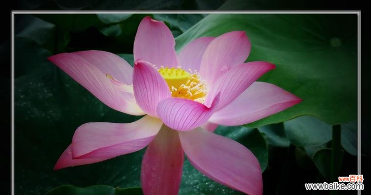 自然之美 热情盛开,芬芳四溢——以代表热烈张扬的花为主题