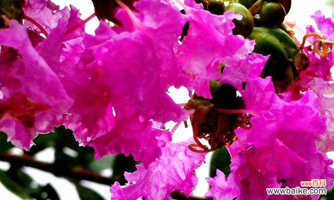 红色玫瑰的激情表达 热烈奔放的花——燃情绽放的美丽