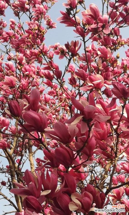 红色玫瑰的激情表达 热烈奔放的花——燃情绽放的美丽