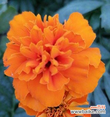 红色玫瑰的激情表达 热烈奔放的花——燃情绽放的美丽