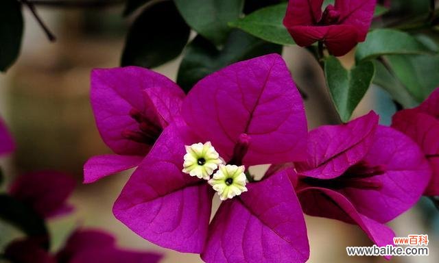 描绘秋天色彩的花朵与树木 秋天的花园——秋天植物花卉大观