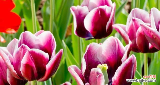 描绘秋天色彩的花朵与树木 秋天的花园——秋天植物花卉大观