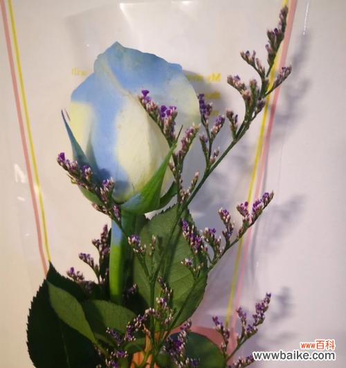 寄托思念之情的植物种类及含义解读 代表思念的植物