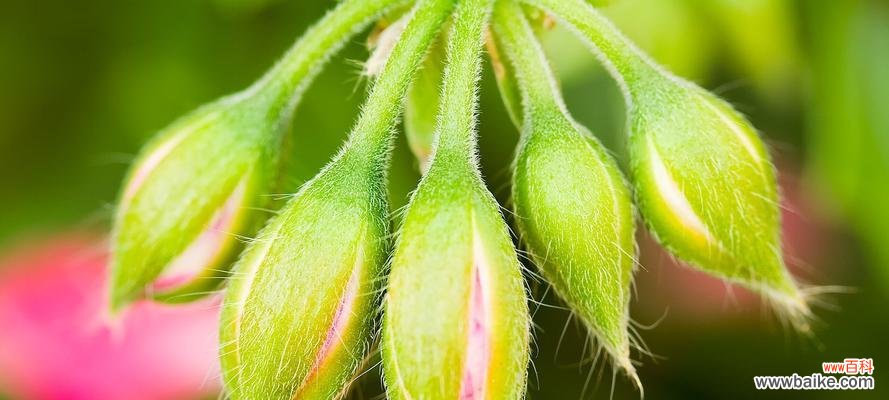 探索植物世界中象征着守护的神奇植物 植物中的守护者