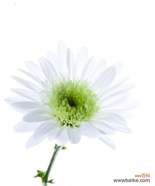 以希望之名 代表希望的植物