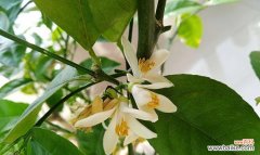 以花为媒介 温暖善良