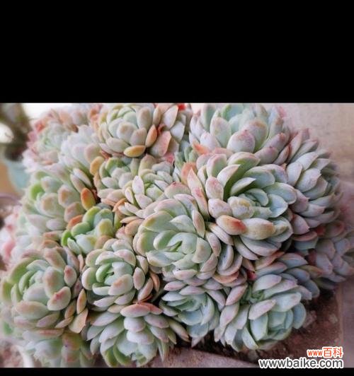 以花为媒介 温暖善良