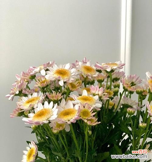 小雏菊的花语与心灵的感受 小雏菊花语的含义及赋予生活的力量