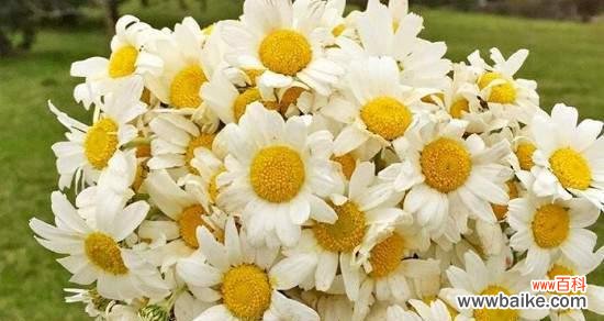 小雏菊的花语与心灵的感受 小雏菊花语的含义及赋予生活的力量