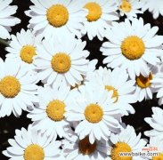 探寻雏菊花的寓意与生命力 雏菊花的美丽与坚韧