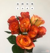 明亮热烈的色彩传达出不同寓意 橙色玫瑰花语