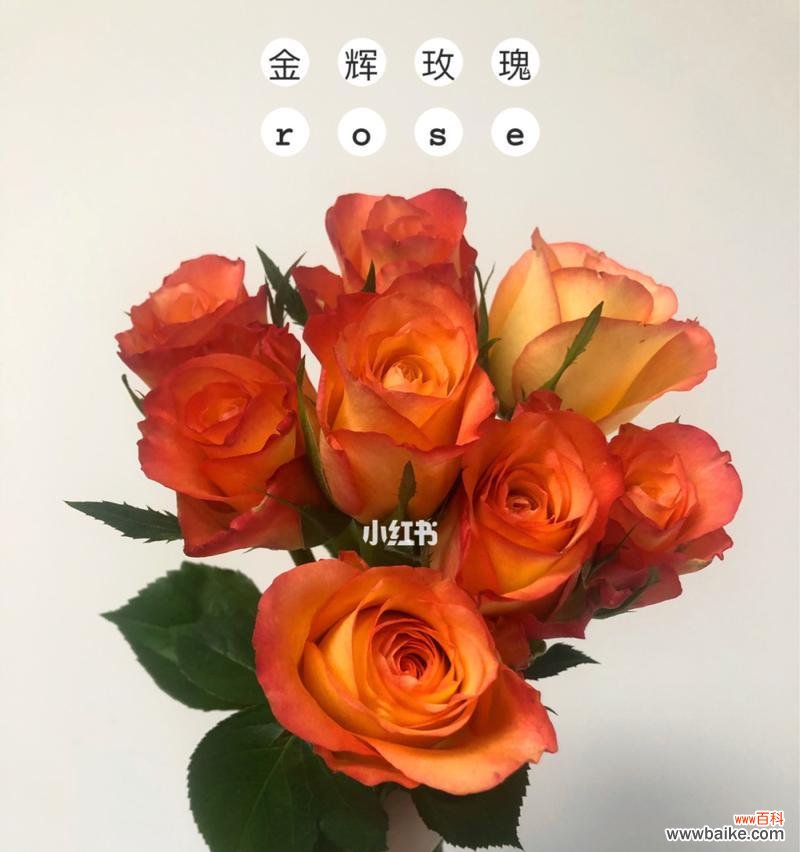 明亮热烈的色彩传达出不同寓意 橙色玫瑰花语