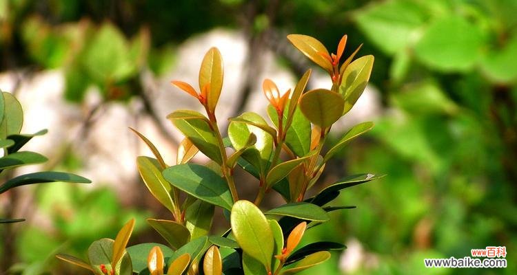 探寻赤楠的美丽与寓意 赤楠——生命的坚韧与希望