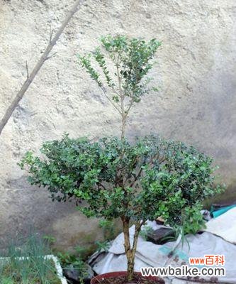 探寻赤楠的美丽与寓意 赤楠——生命的坚韧与希望