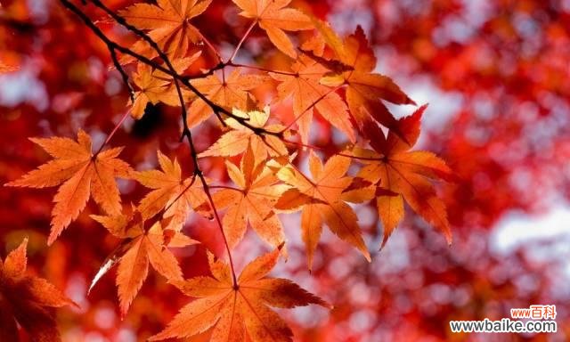 探索橙色风信子的美丽和象征意义 橙色风信子的花语