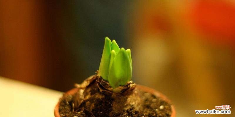 探索橙色风信子的美丽和象征意义 橙色风信子的花语